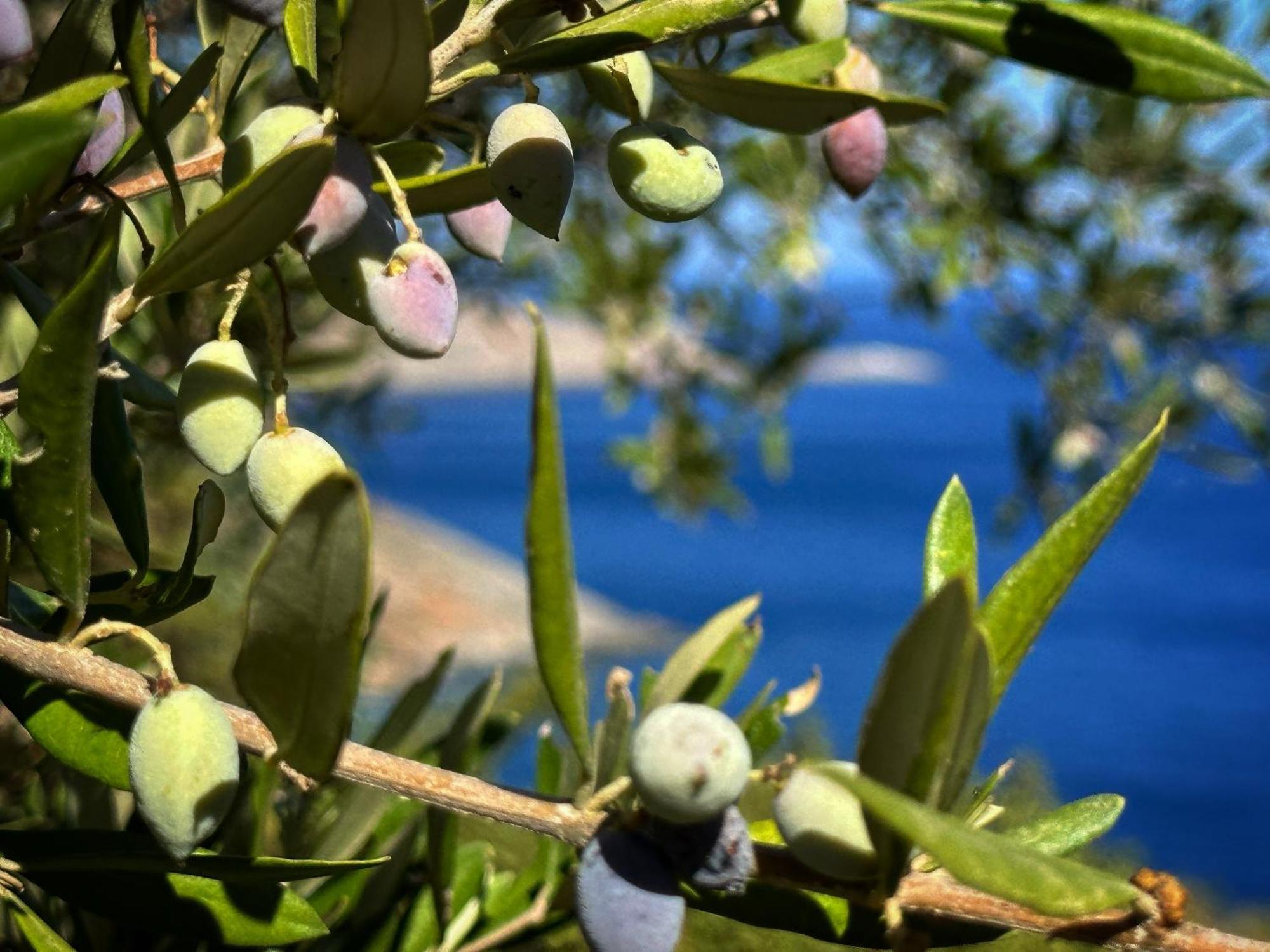 Maison Meltem Agia Pelagia Kythira المظهر الخارجي الصورة